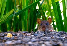 הדברת מזיקים טורדניים - עכברים וחולדות