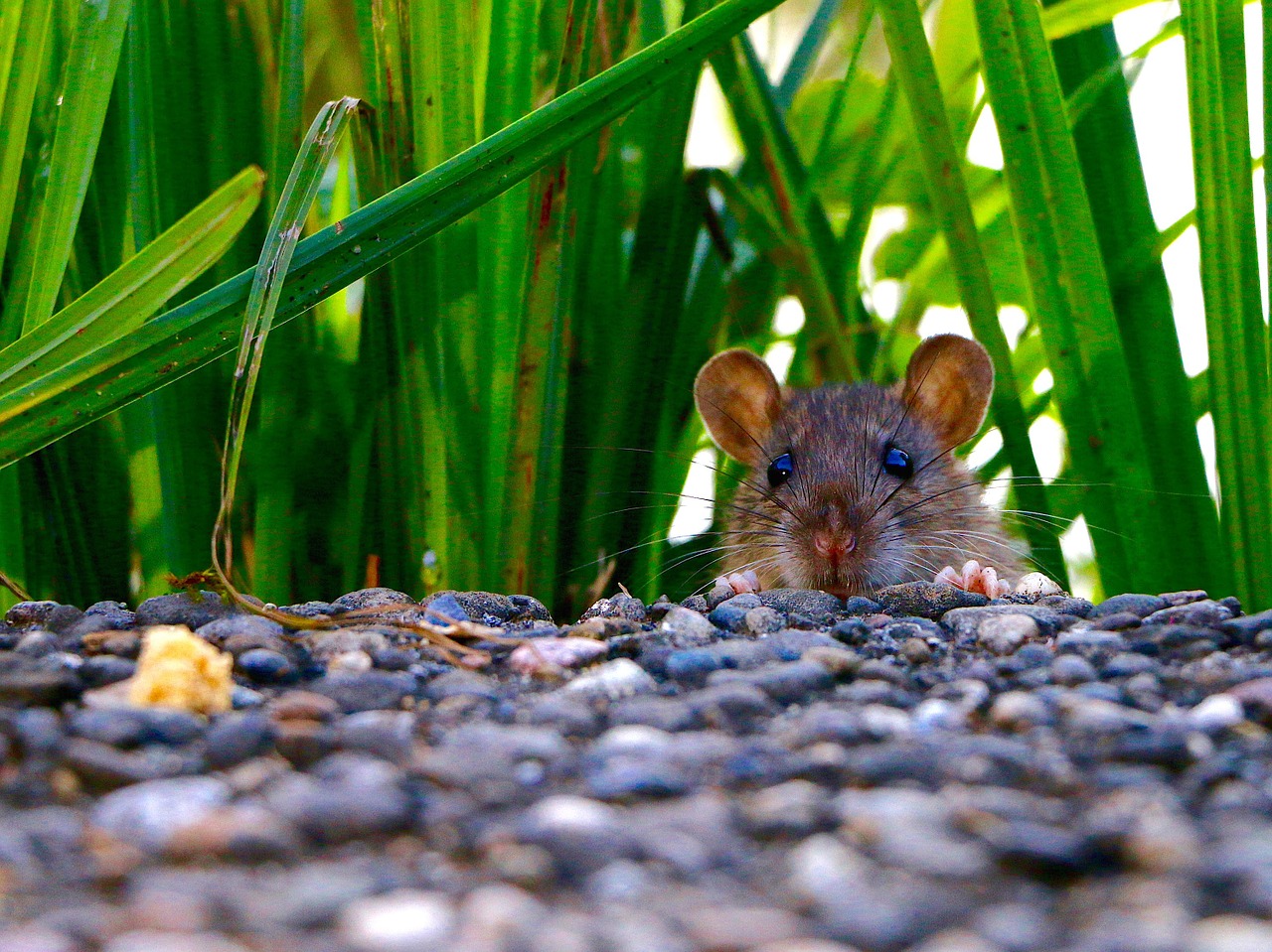הדברת מזיקים טורדניים – עכברים וחולדות