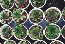 שותלים ברעננה