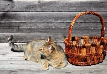 אוכל לכלבים – מותגים, סוגים, כמויות ומחירים