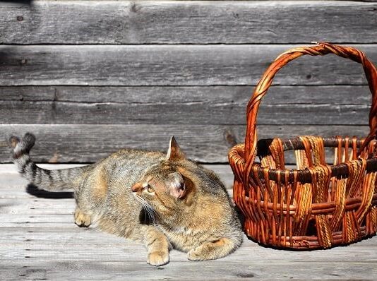 אוכל לכלבים – מותגים, סוגים, כמויות ומחירים