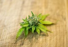 גם מסמים קלים צריך להיגמל – וכך תעשו את זה נכון