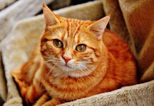 פנסיון לחתולים – איך בוחרים?
