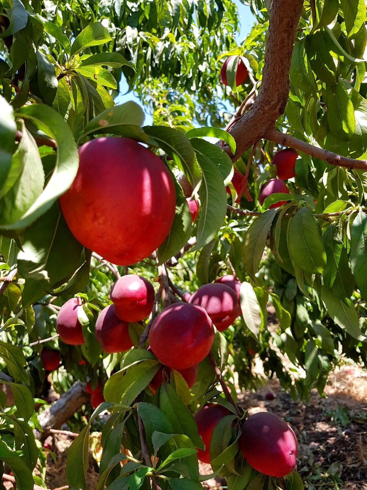 וועידת ארגון מגדלי הפירות תתקיים בט"ו בשבט – חג החקלאות בהשתתפות שר החקלאות אלון שוסטר