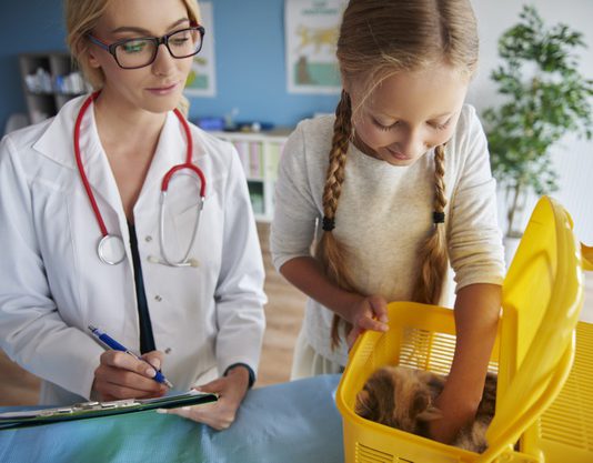 וטרינר באשדוד - מה חשוב לדעת?
