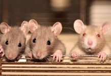 הדברת חולדות בזמן קצר במיוחד