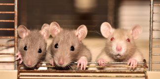 הדברת חולדות בזמן קצר במיוחד