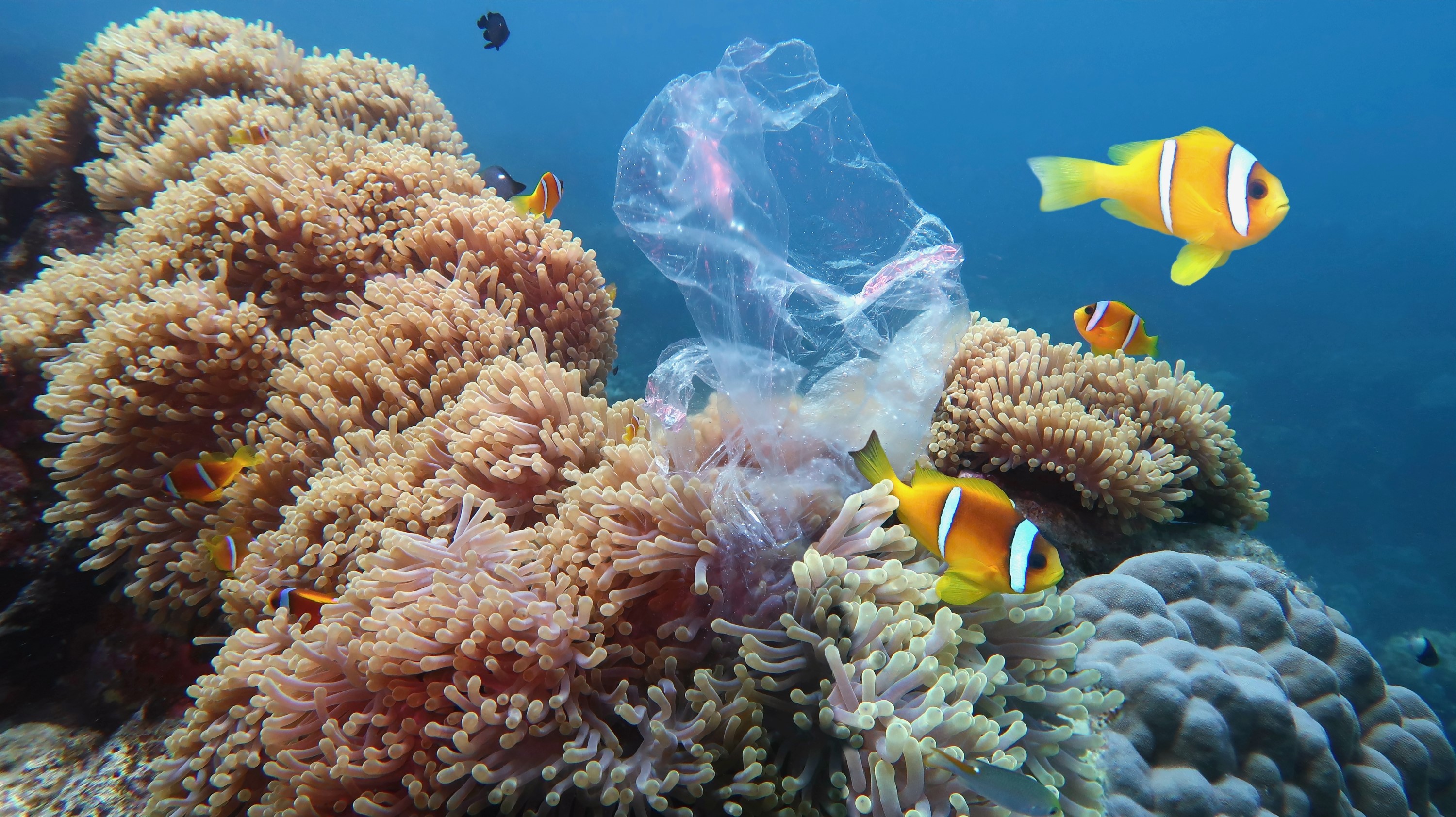 לרגל יום האוקיינוסים הבינלאומי שחל ב 8.6 הרבלייף העולמית הכריזה על שותפות עם 'פלסטיק בנק' במטרה לשפר את מצב האוקיינוסים בעולם