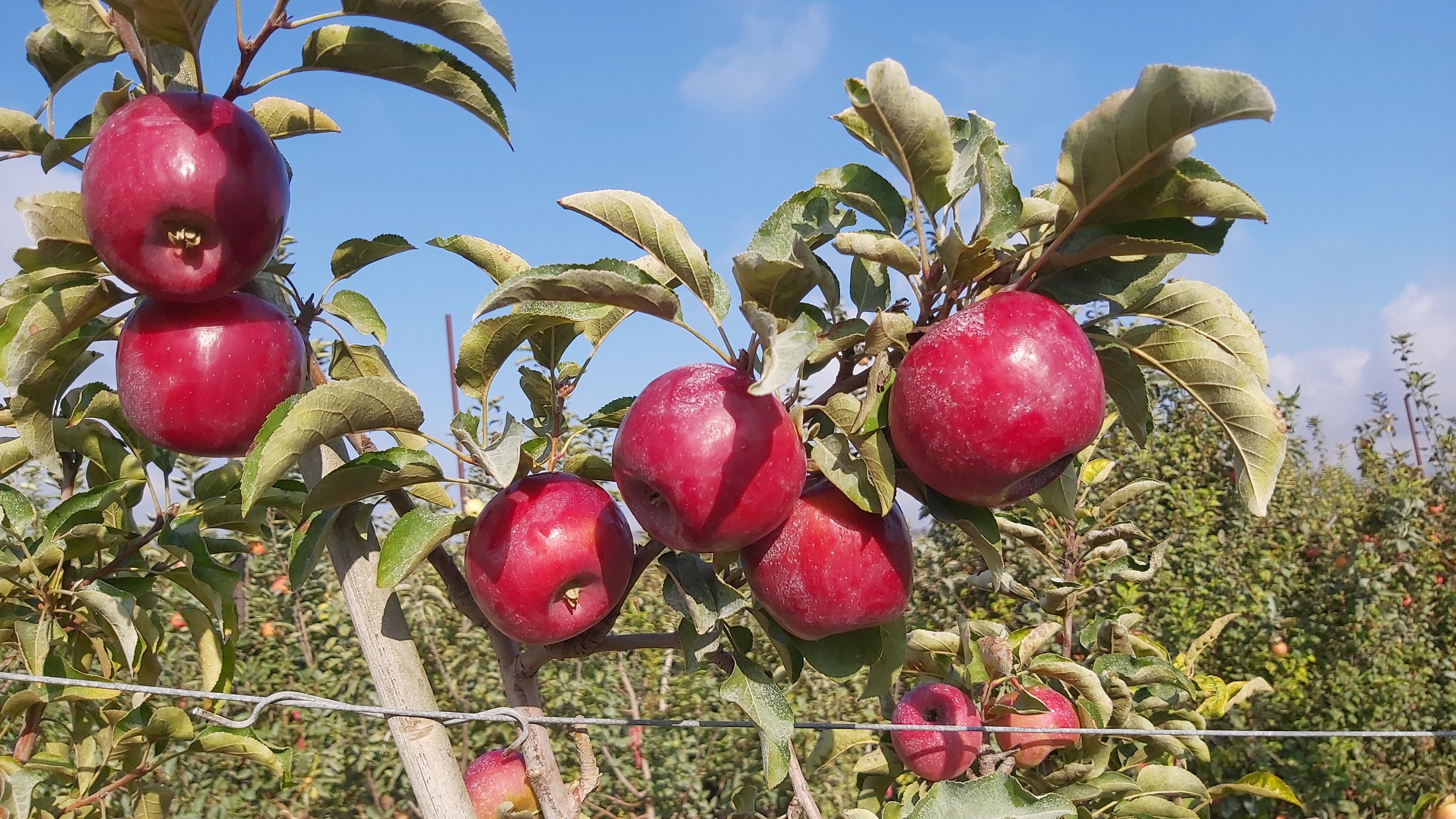 ענפי סברס ללא קוצים, שתילי וניל נדירים, תפוח 'סטורי', חסה סגולה ואבטיח חדשני:  החידושים שיוצגו בתערוכת החקלאות של ישראל