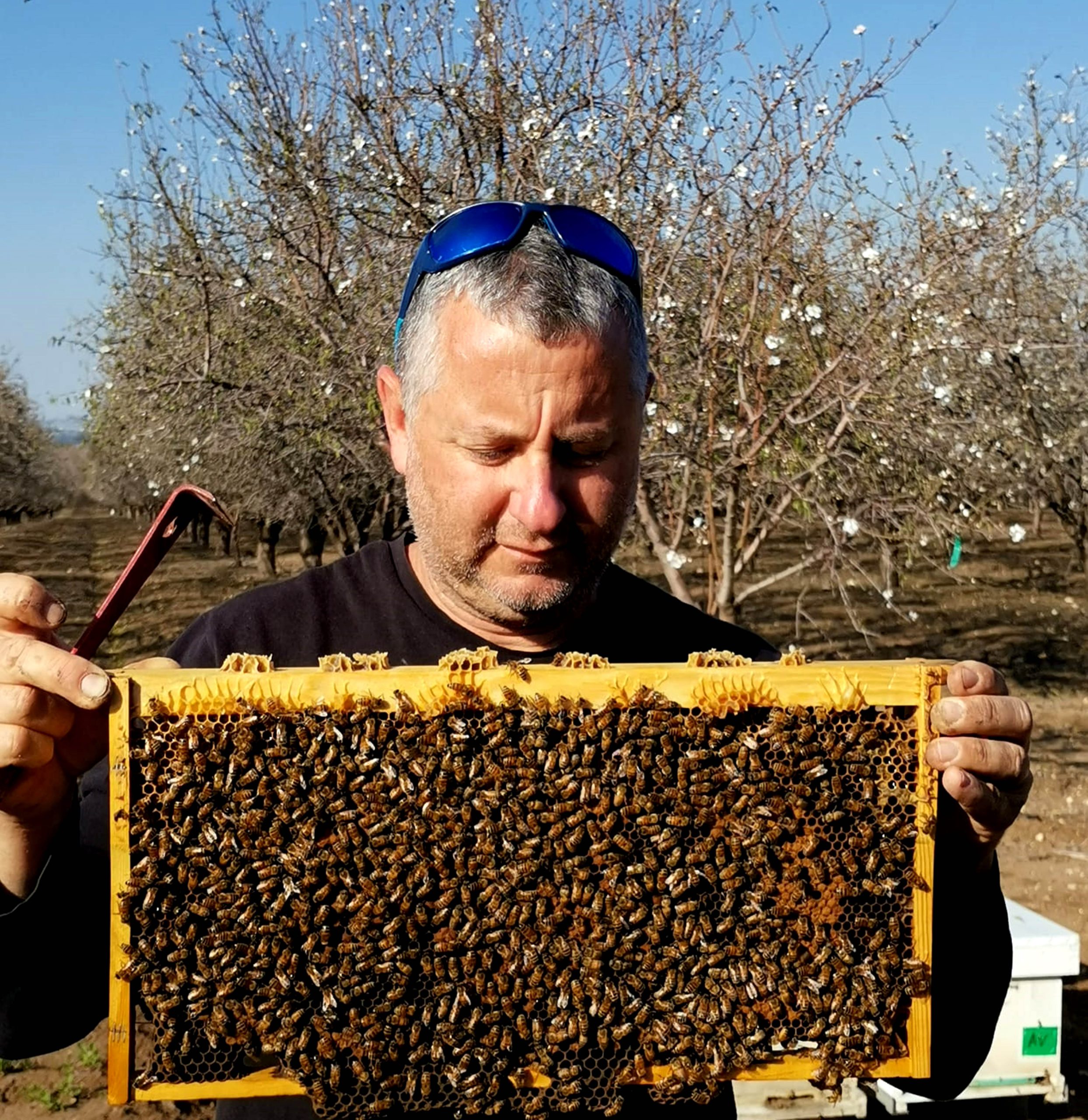 יו"ר ארגון מגדלי הדבורים דורון לבנה מכפר ביל"ו: ייבוא דבש ללא מכס רגע לפני ראש השנה – הינו צעד פופוליסטי ומצגת שווא שקרית להורדת יוקר המחייה